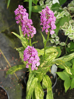 DACTYLORHIZA ELATA variegated