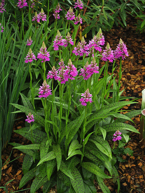 DACTYLORHIZA x GRANDIS