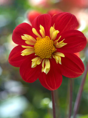 DAHLIA 'ANN BRECKENFELDER'