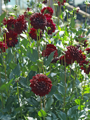 DAHLIA 'ARABIAN NIGHT'