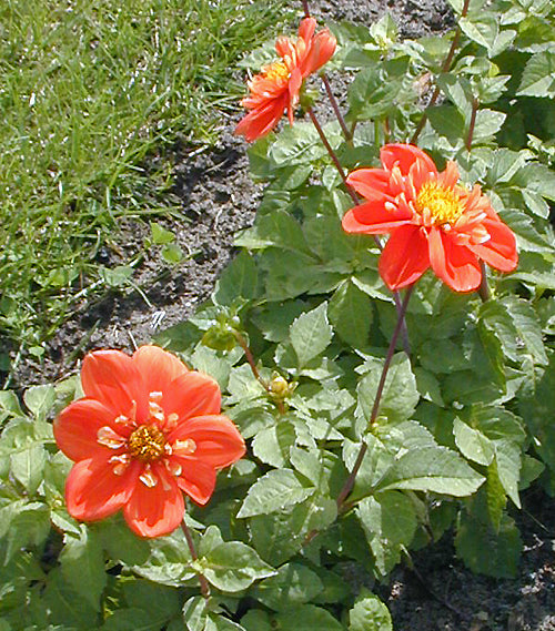 DAHLIA 'ALSTERGRUSS'