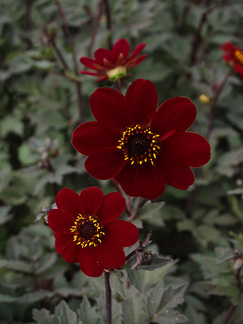 DAHLIA 'BISHOP OF AUCKLAND'