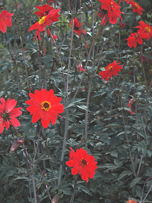 DAHLIA 'BISHOP OF LLANDAFF'