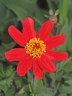 DAHLIA 'BETH'S CHAPLET'
