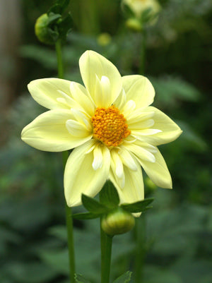 DAHLIA 'CLAIR DE LUNE'