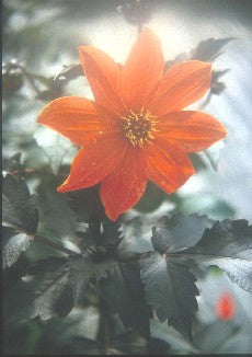 DAHLIA 'CHOCOLATE ORANGE'