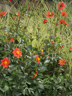 DAHLIA COCCINEA
