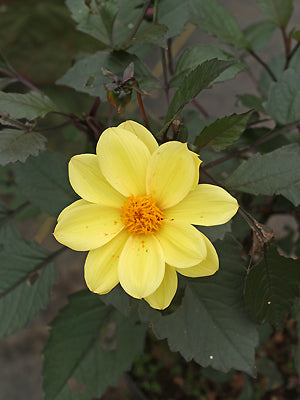 DAHLIA dark foliage, yellow flowers