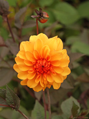 DAHLIA 'DAVID HOWARD'