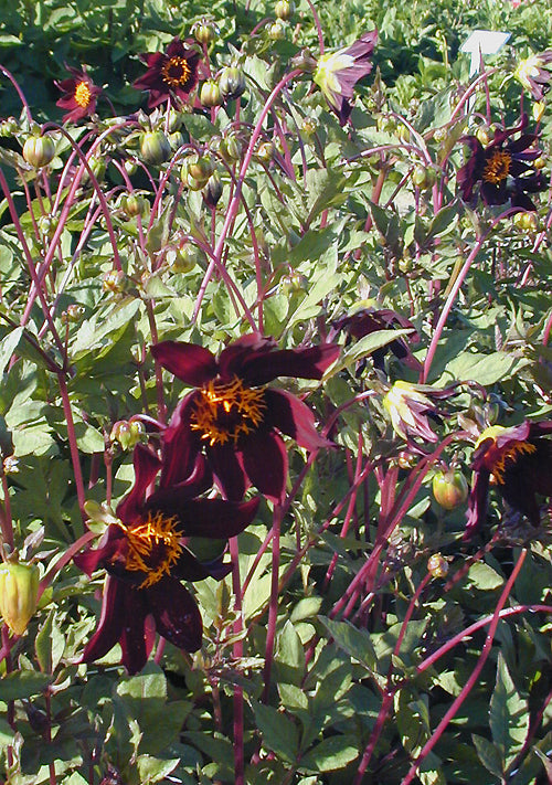 DAHLIA 'DARK DESIRE'