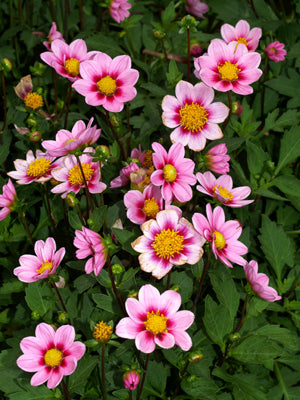 DAHLIA 'EXOTIC DWARF'