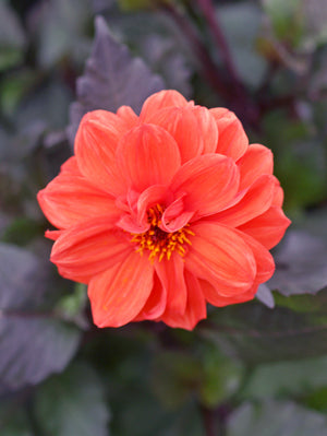 DAHLIA 'ELLEN HUSTON'