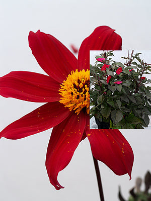 DAHLIA 'EDMUND'