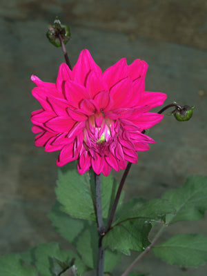 DAHLIA 'ENGLEHARDT'S MATADOR'