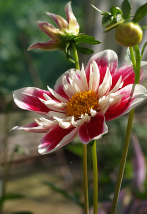 DAHLIA 'FASHION MONGER'