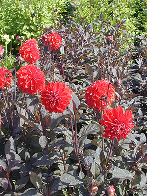 DAHLIA 'FIRE MOUNTAIN'
