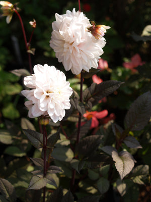 DAHLIA 'FUSION'