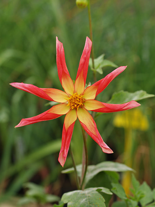 DAHLIA 'HONKA SURPRISE'