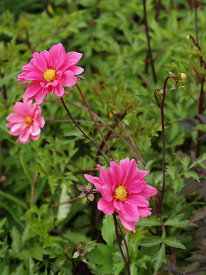 DAHLIA 'HONOR FRANCES'