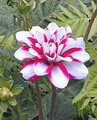 DAHLIA 'KYOTO'