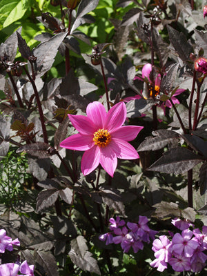 DAHLIA 'MAGENTA STAR'