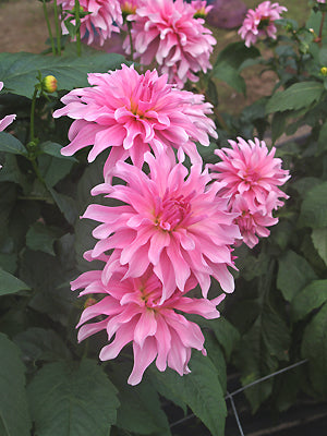 DAHLIA 'MAYAN PEARL'
