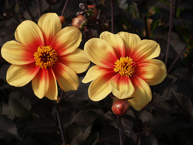 DAHLIA 'MOONFIRE'