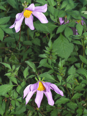 DAHLIA 'MERMAID OF ZENNOR'