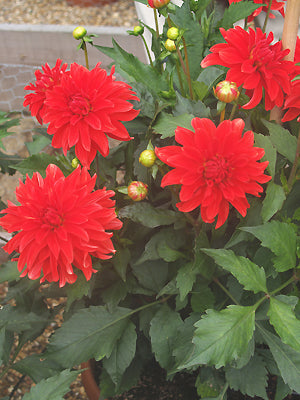 DAHLIA 'MAYAN BLOOD'