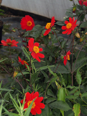 DAHLIA 'OFFENHAM ENCOUNTER'