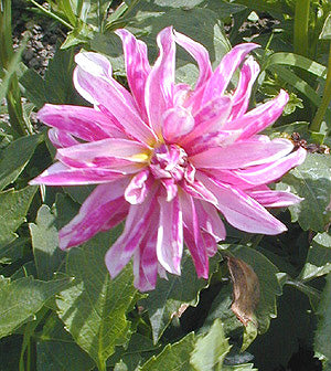 Dahlia 'Pink Giraffe'