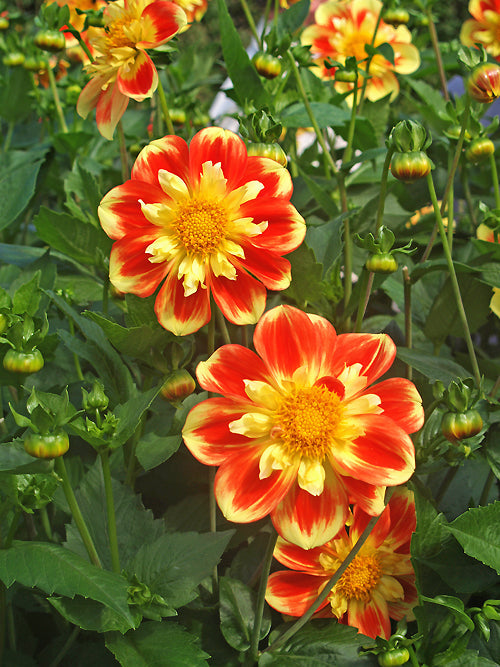 DAHLIA 'POOH - SWAN ISLAND'