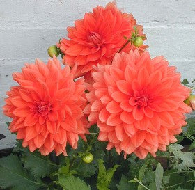 DAHLIA 'PALAVA'