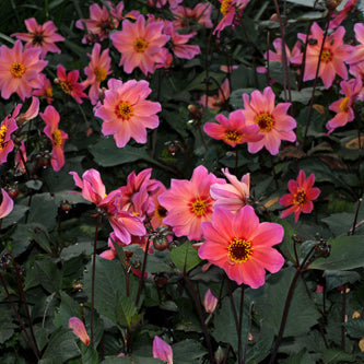 DAHLIA 'PUMPKIN PIE'