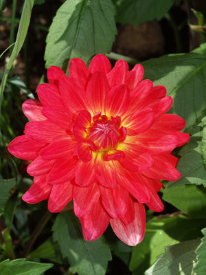 DAHLIA 'RED NONETTE'
