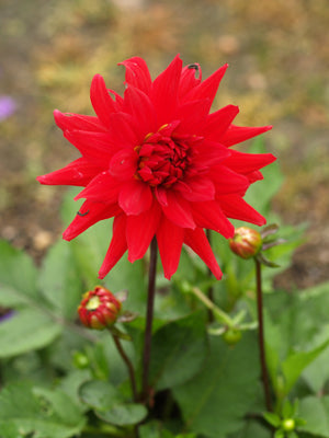 DAHLIA 'RED PYGMY'