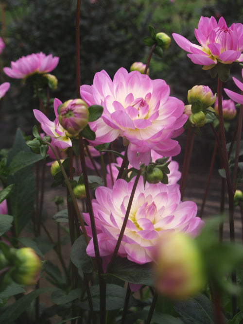 DAHLIA 'SANDIA MELODY'