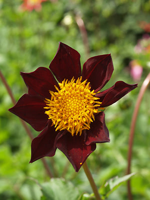 DAHLIA x COSMOS 'MEXICAN BLACK'