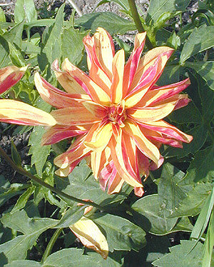 DAHLIA 'YELLOW GIRAFFE'