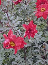 DAHLIA 'BEDNALL BEAUTY'