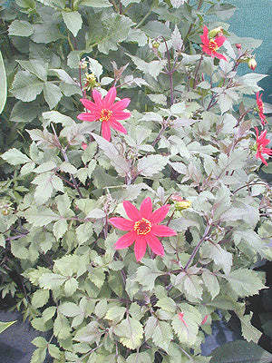 DAHLIA seedlings from 'DARK SECRETS'