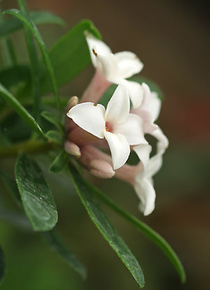 DAPHNE x TRANSATLANTICA 'ETERNAL FRAGRANCE'