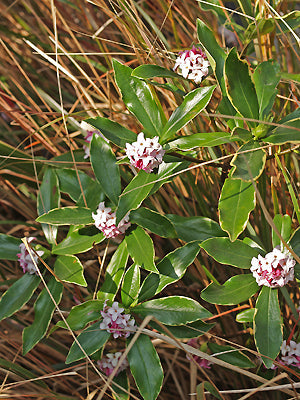 DAPHNE ODORA 'AUREOMARGINATA'