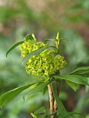 DAPHNE LAUREOLA subsp.PHILIPPII