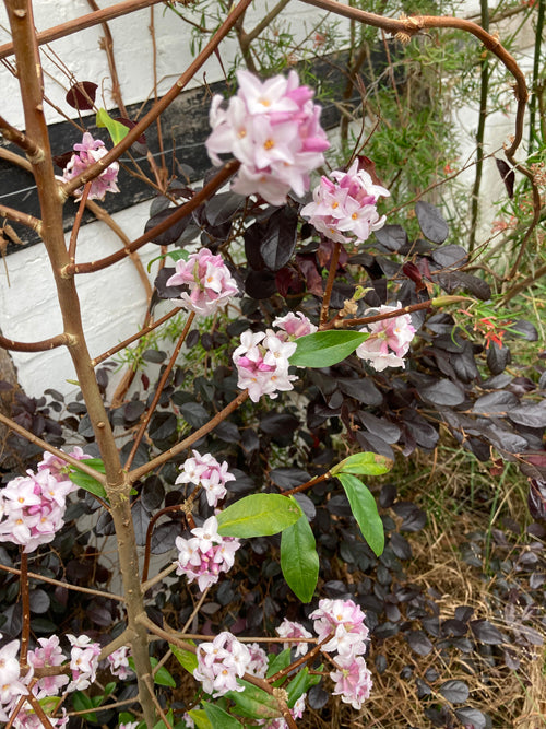 DAPHNE BHOLUA 'JACQUELINE POSTILL'