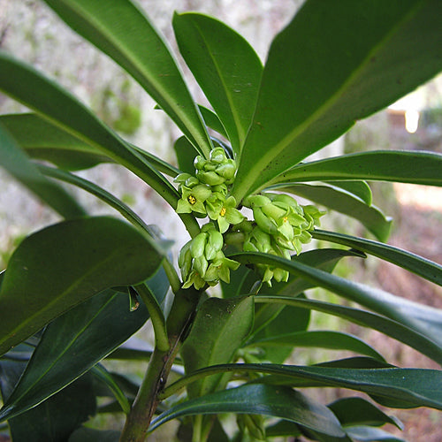 DAPHNE LAUREOLA