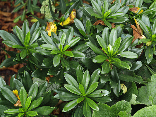 DAPHNE LAUREOLA 'FERGUSON'S FORM'