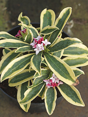 DAPHNE ODORA 'MAE-JIMA'