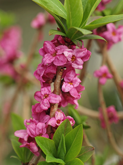 DAPHNE MEZEREUM