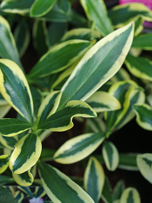 DAPHNE ODORA 'MARIANNI'